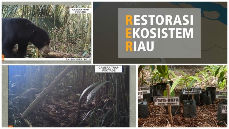 RER's four phase restoration model: protect, asses, restore, manage.