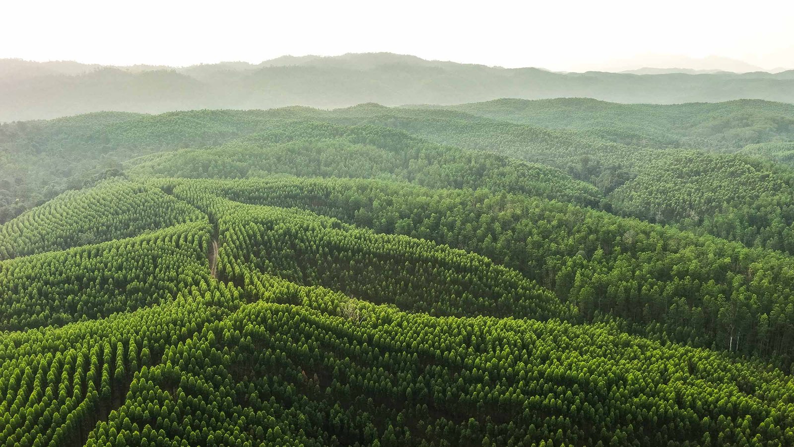 APRIL Yunaidi Joepoet Aerial Plantation Logas 2 &mdash; APRIL Asia