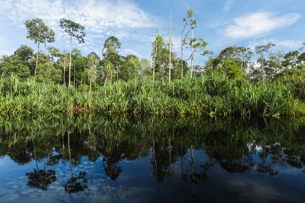 Riparian landscape &mdash; APRIL Asia