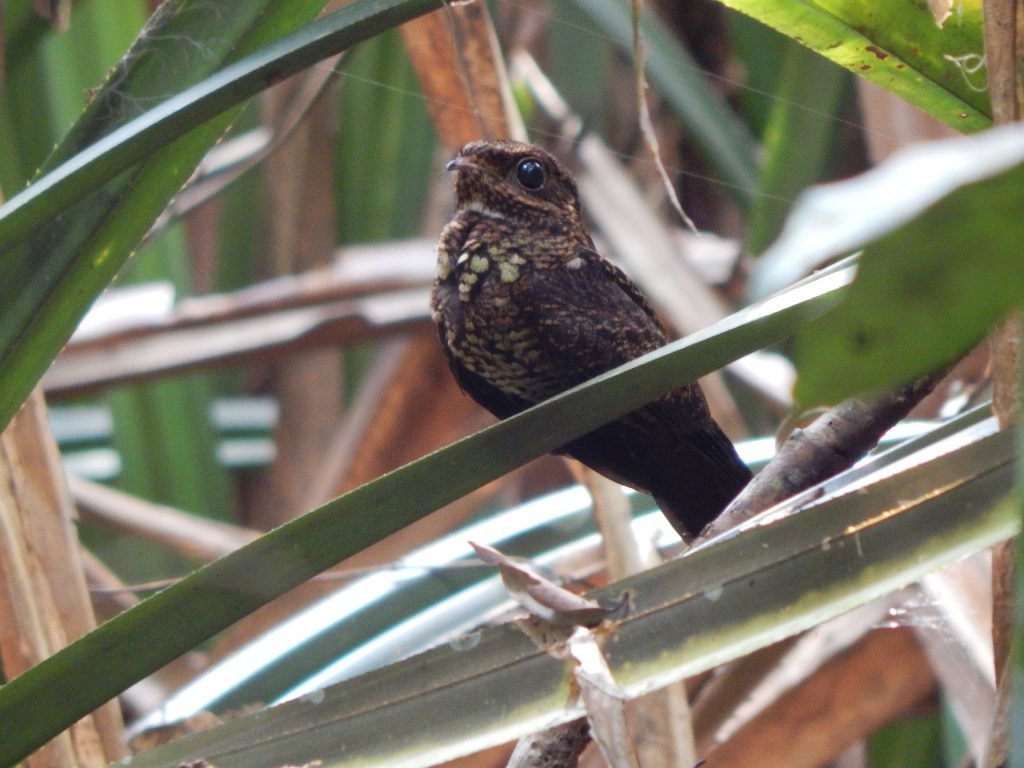 APRIL RER Bonapartes Nightjar Caprimulgus concretus — APRIL Asia