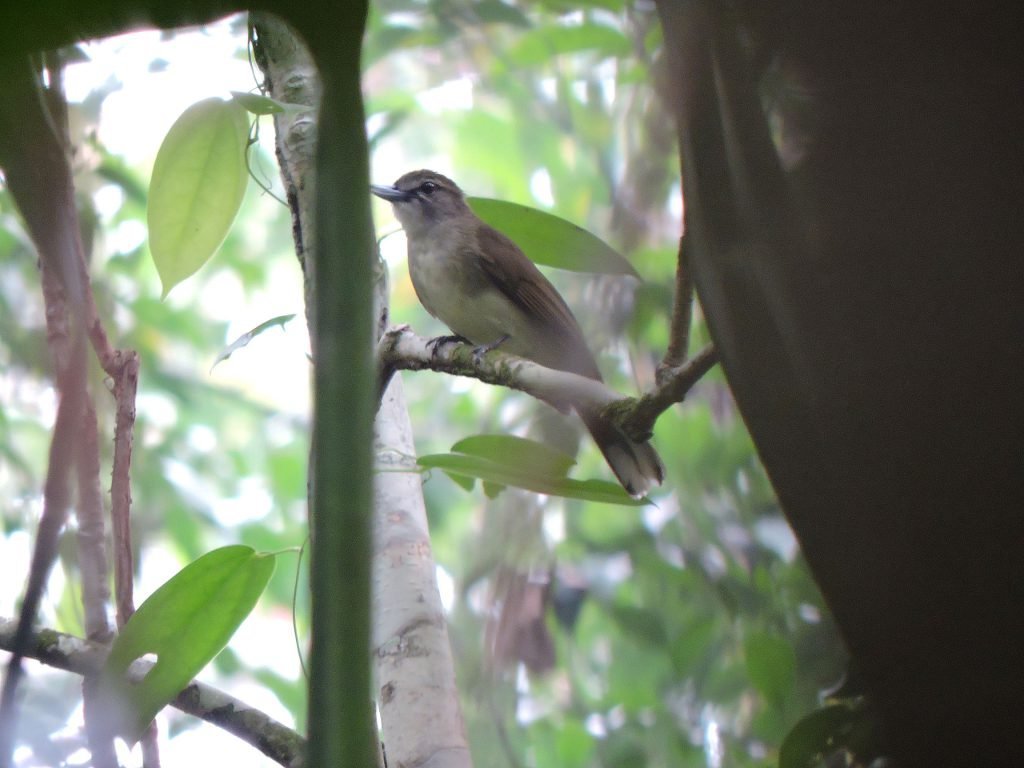 APRIL RER Prayitno HookbilledBulbul — APRIL Asia