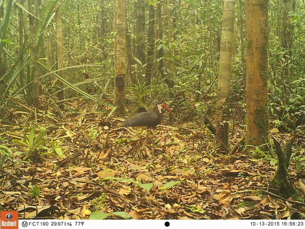 APRIL RER Prayitno Storms Stork — APRIL Asia