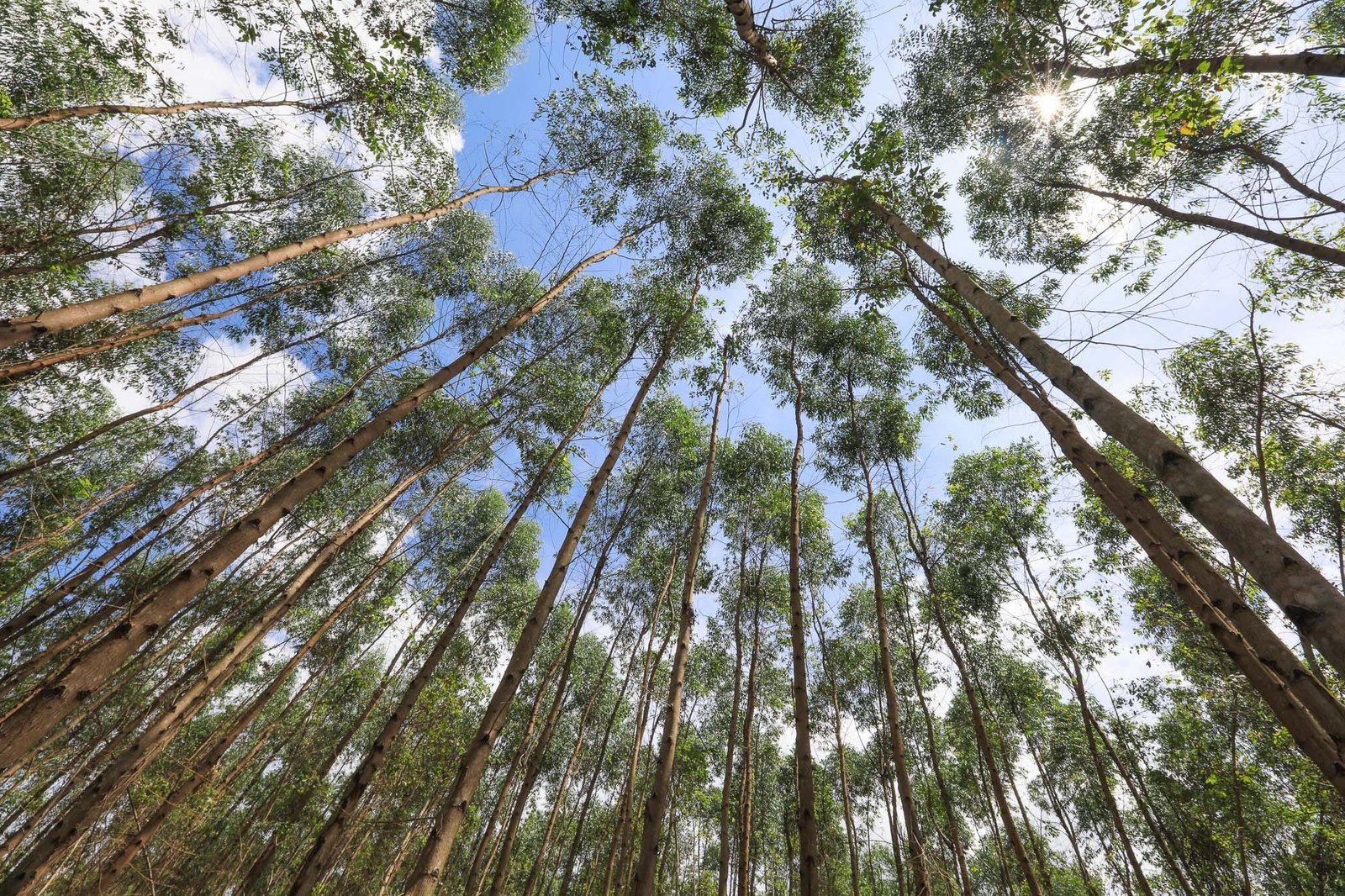 Hutan Tanaman Industri