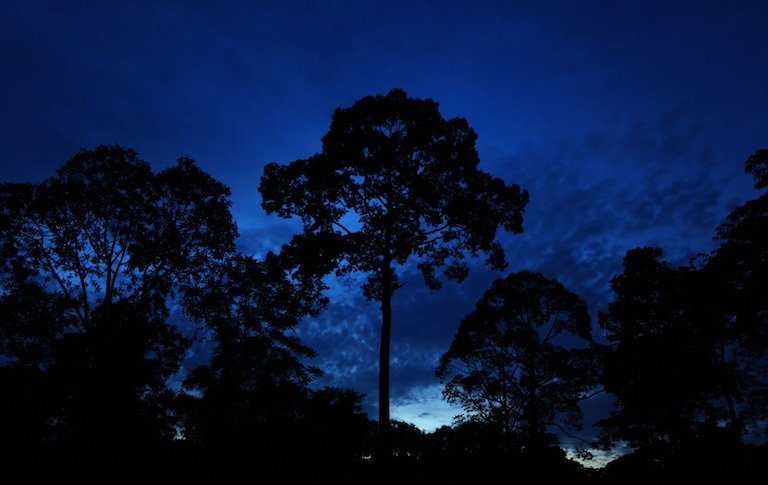 JHance BigConservation Twilight sabah sepilok 0396 &mdash; APRIL Asia
