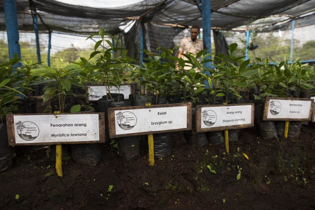 RGE APRIL Berry SangarNursery 10 1 &mdash; APRIL Asia
