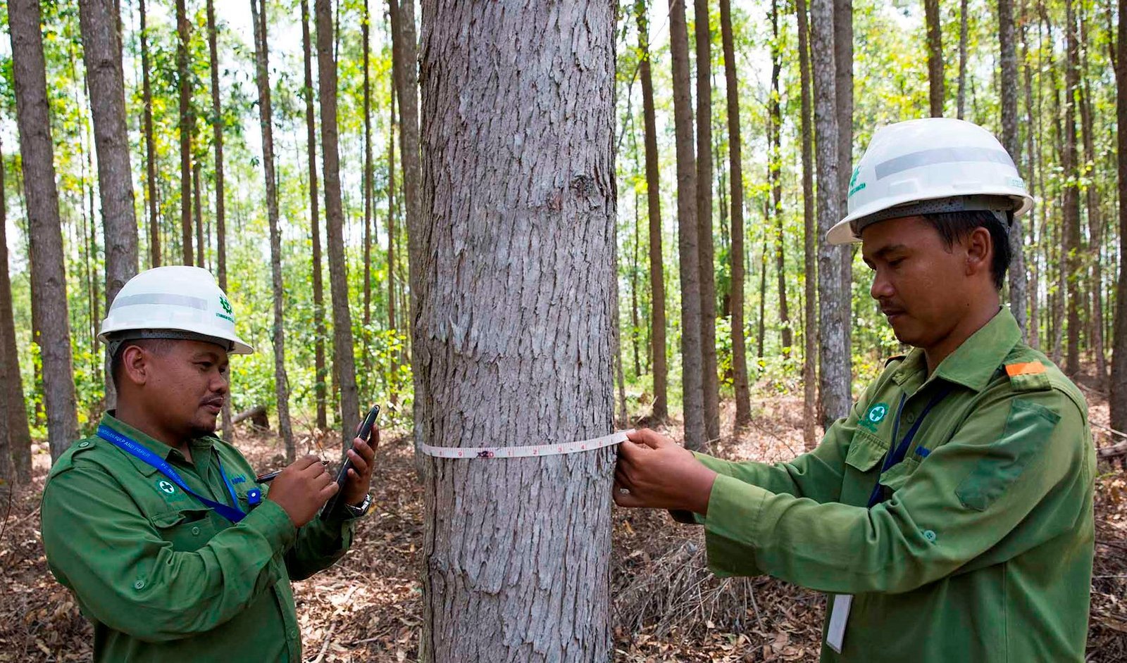 Tree Measuring &mdash; APRIL Asia