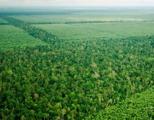 aprildialog greenpeace claims untrue thumb &mdash; APRIL Asia