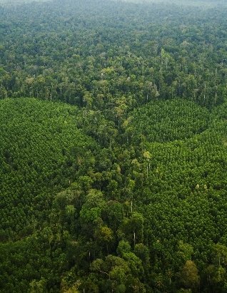 APRIL is fully committed to its Sustainable Forest Management Policy