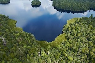 forest photo thumb &mdash; APRIL Asia