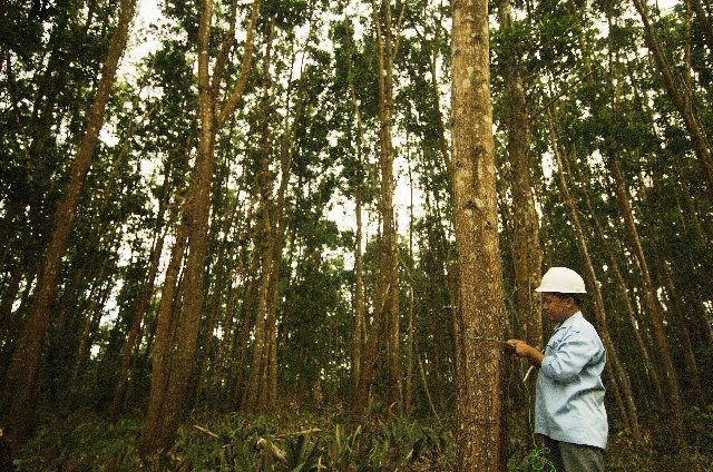 APRIL welcomes endorsement of IFCC by PEFC