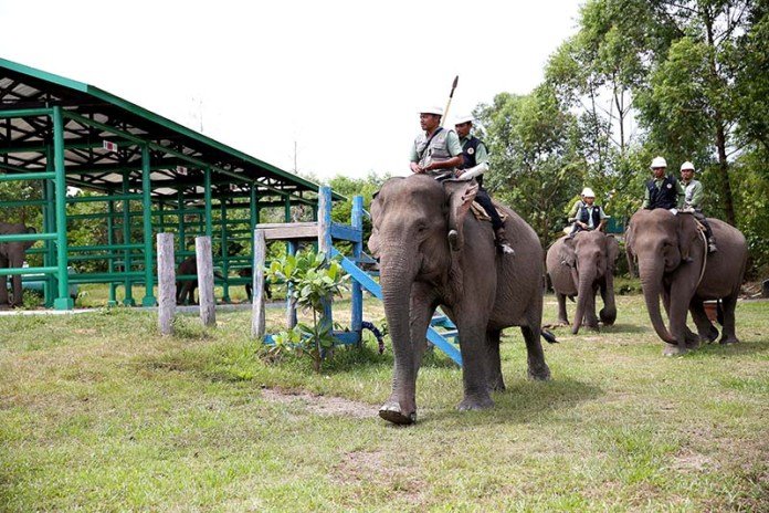 Elephant flying squad 30 &mdash; APRIL Asia