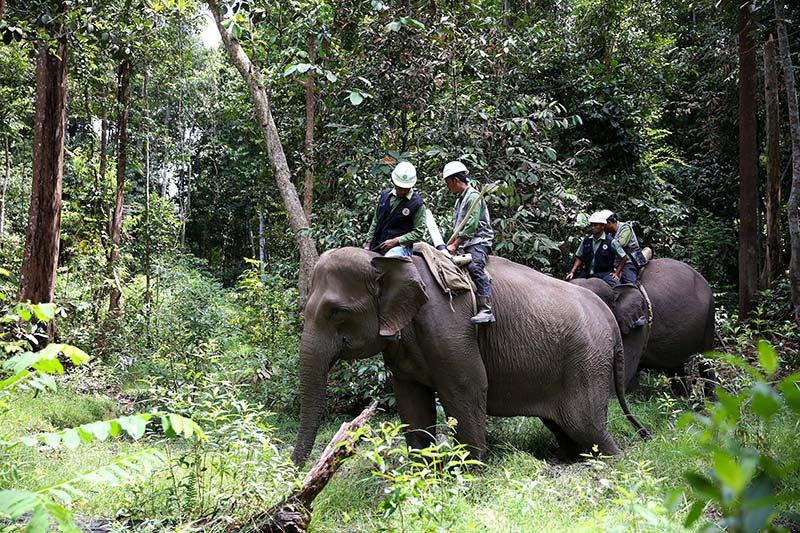 Elephant flying squad 37 &mdash; APRIL Asia