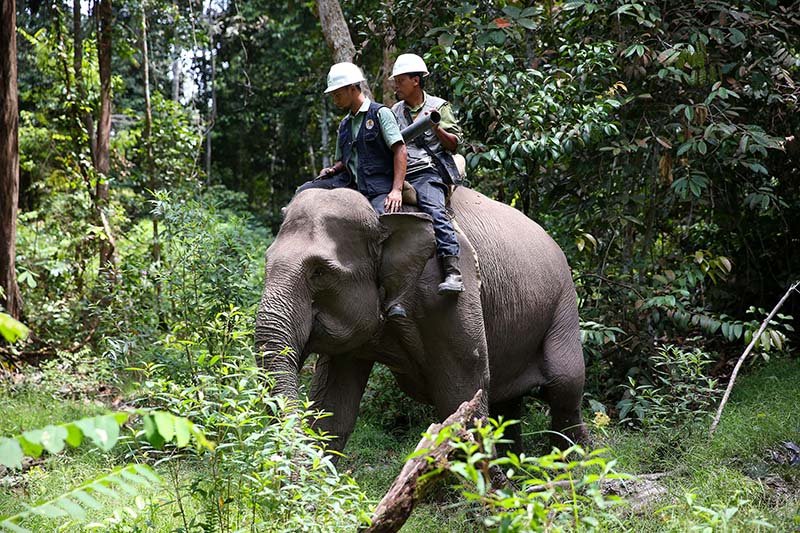 APRIL elephant flying squad