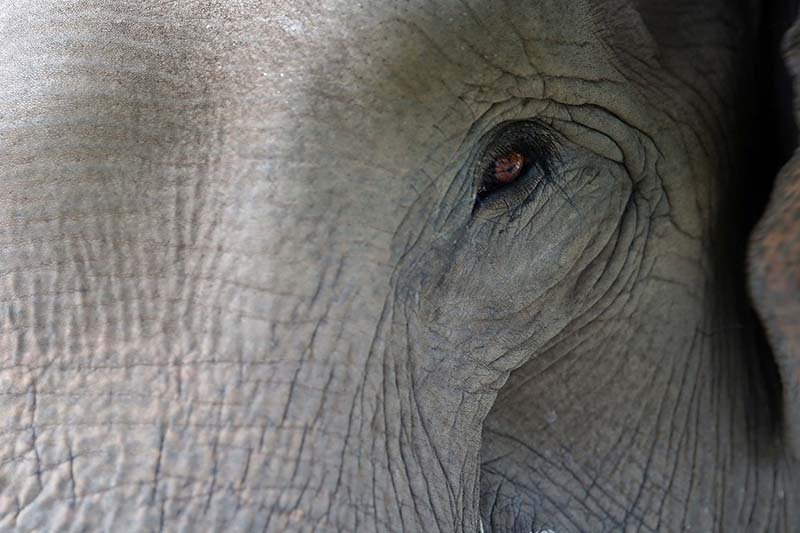 APRIL elephant flying squad