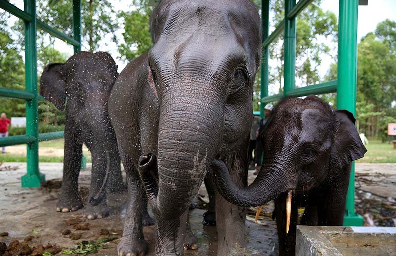 Elephant flying squad 54 &mdash; APRIL Asia