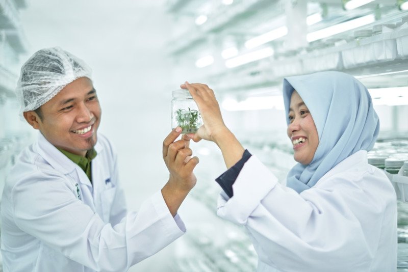 kultur jaringan RAPP — APRIL Asia