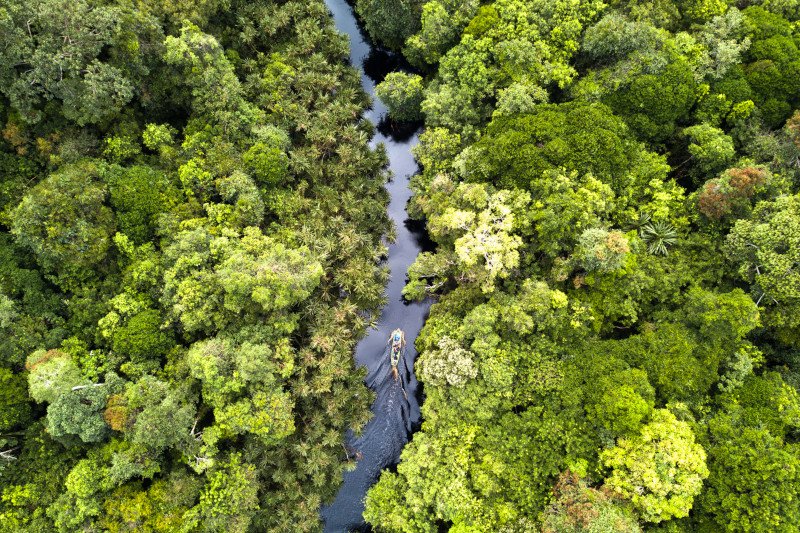 a damselfly discovery and a decade of science in sumatras peat forests 01 &mdash; APRIL Asia