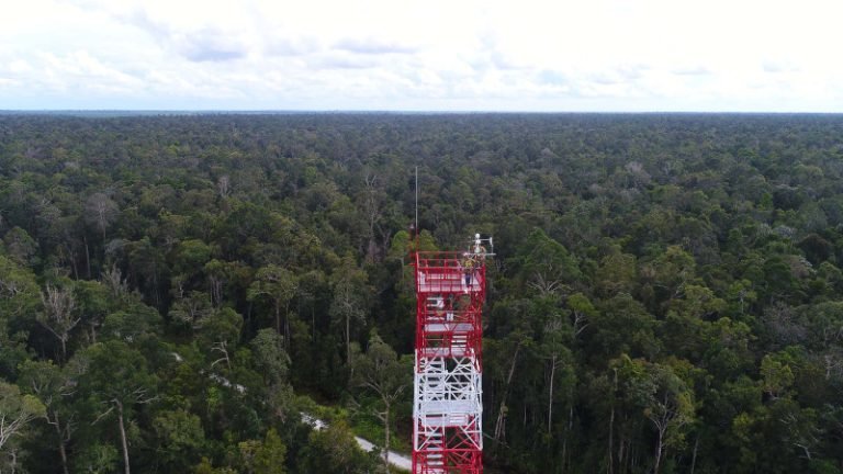 a damselfly discovery and a decade of science in sumatras peat forests 04 768x432 1 &mdash; APRIL Asia