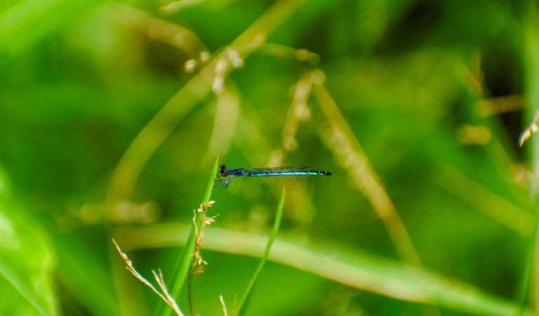 a damselfly discovery and a decade of science in sumatras peat forests 05 768x451 1 &mdash; APRIL Asia